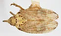 Scolops robustus - photo 2