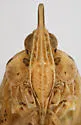 Scolops robustus - photo 3