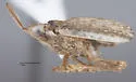Scolops snowi