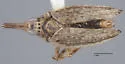 Scolops snowi - photo 2