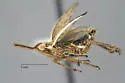 Scolops snowi - photo 4