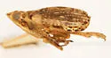 Scolops socorroensis