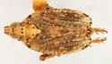 Scolops socorroensis - photo 2