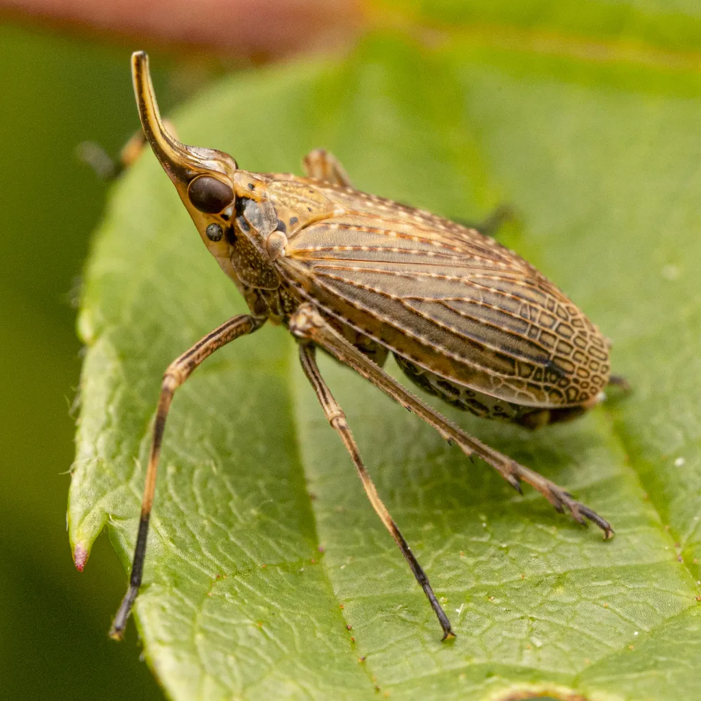 The Partridge Bug - photo 2