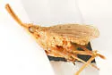 Scolops tanneri