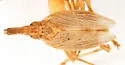 Scolops tanneri - photo 2