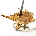Scolops texanus - Scolops texanus