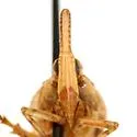 Scolops texanus - photo 3