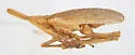 Scolops texanus - photo 4