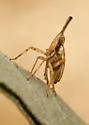 Scolops uhleri - photo 2