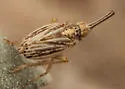 Scolops uhleri - photo 3