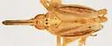 Scolops uhleri - photo 5
