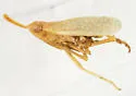 Scolops viridis