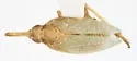 Scolops viridis - photo 2