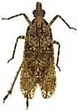 Scolopsella reticulata - photo 4