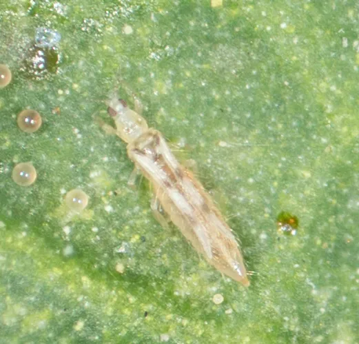 Six Spotted Thrips - photo 2