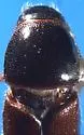 Larger Shothole Borer
