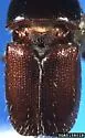 Larger Shothole Borer - photo 2
