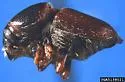 Larger Shothole Borer - photo 3