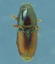 Smaller European Elm Bark Beetle