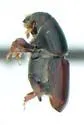 Smaller European Elm Bark Beetle - photo 2