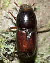 Smaller European Elm Bark Beetle - photo 3