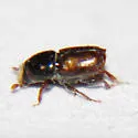 Smaller European Elm Bark Beetle - photo 4