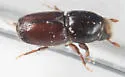 Smaller European Elm Bark Beetle - photo 5