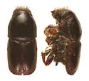 Scolytus piceae