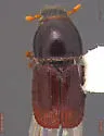 Scolytus piceae - photo 2