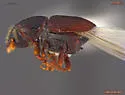Scolytus piceae - photo 3