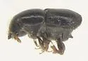 Scolytus piceae - photo 4