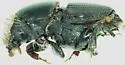 Hickory Bark Beetle
