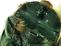 Hickory Bark Beetle - photo 3