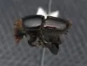 Hickory Bark Beetle - photo 4