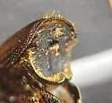 Hickory Bark Beetle - photo 5