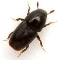 Shothole Borer