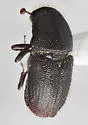 Shothole Borer - photo 2