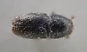 Shothole Borer - photo 3