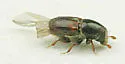 Banded Elm Bark Beetle