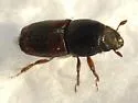 Banded Elm Bark Beetle - photo 2
