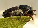 Banded Elm Bark Beetle - photo 3