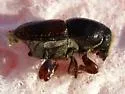 Banded Elm Bark Beetle - photo 4