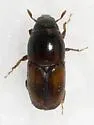 Banded Elm Bark Beetle - photo 5