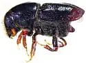 Scolytus unispinosus - photo 2