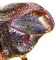 Scolytus unispinosus - photo 5