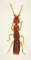 Scopaeus minutus - photo 2