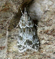 Scoparia ambigualis