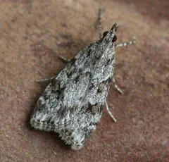 Scoparia ambigualis - photo 2