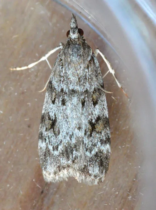 Scoparia ambigualis - photo 3